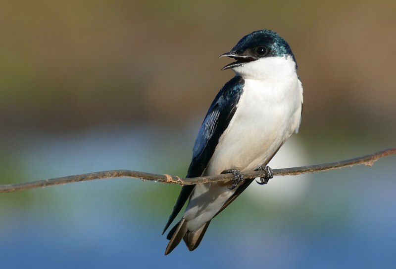 Древесной ласточки Tachycineta bicolor