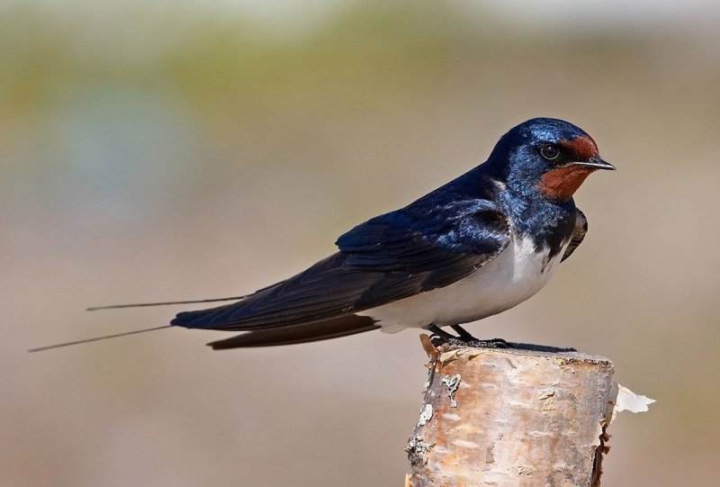 Деревенская Ласточка – Hirundo Rustica
