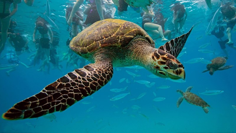 Карибское море животный мир
