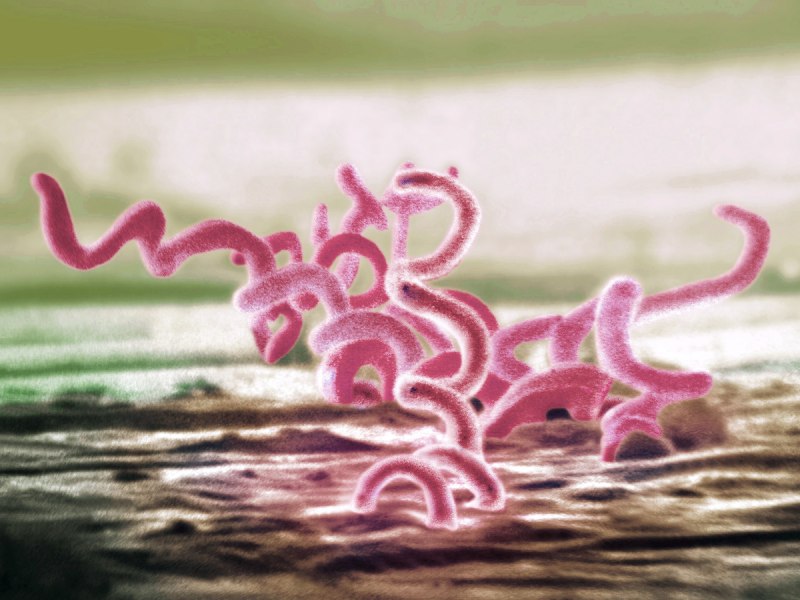 Spirochaeta plicatilis