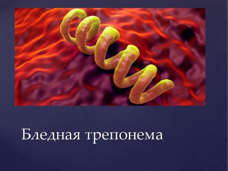 Возбудитель сифилиса трепонема