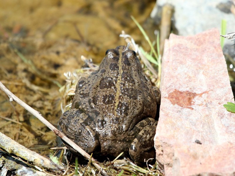 Череп Pelophylax ridibundus