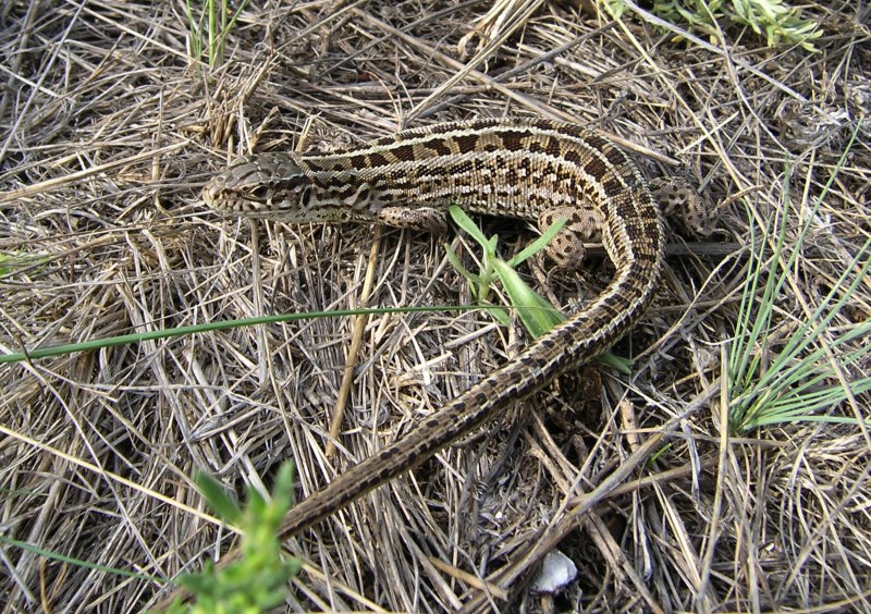 Lacerta Agilis Приазовье
