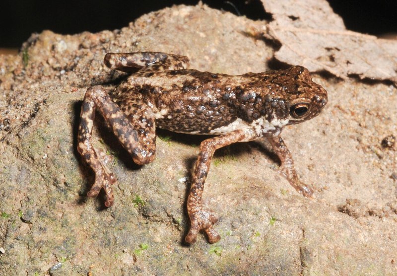 Matoatoa brevipes
