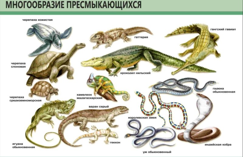 Позвоночные животные земноводные