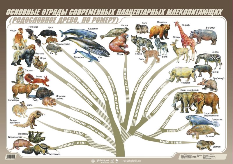 Отряды плацентарных млекопитающих