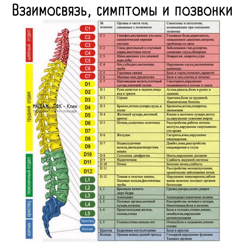 Грудной отдел позвоночника вид сзади