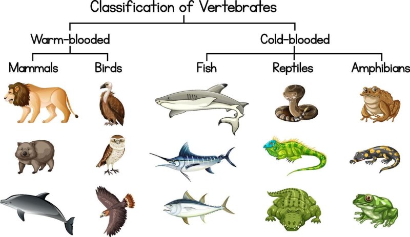 Подтип позвоночные (Vertebrata