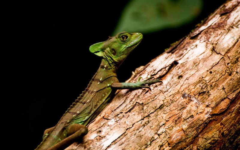 Ящерица Basiliscus amoratus