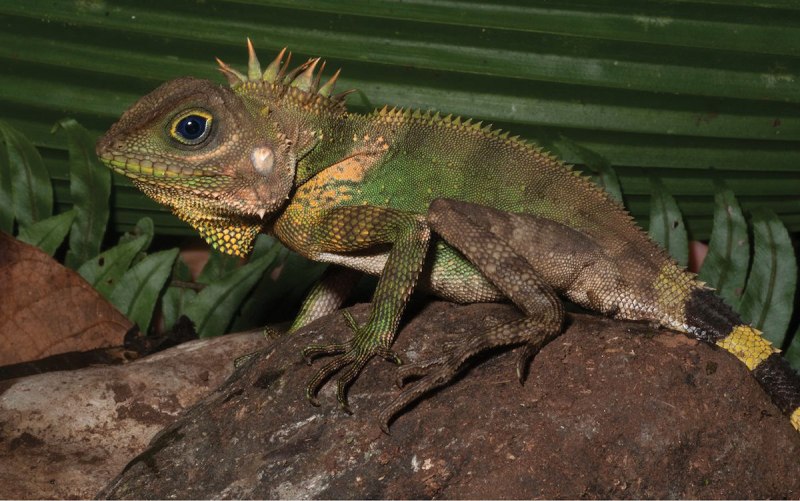 Gonocephalus chamaeleontinus