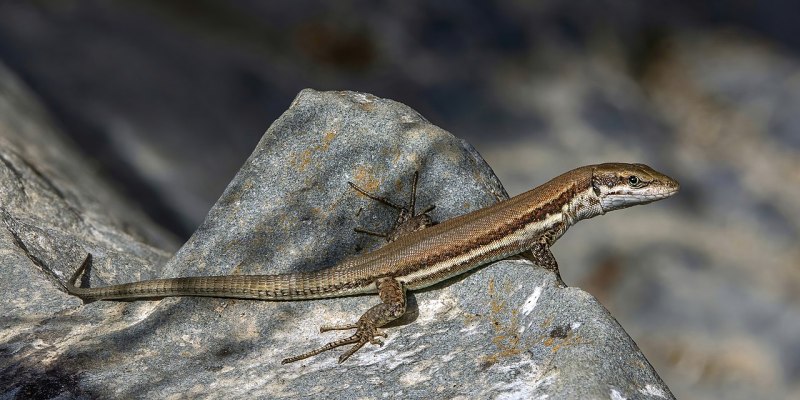 Holaspis guentheri