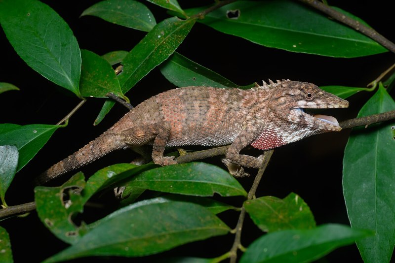 Ardeosaurus brevipes