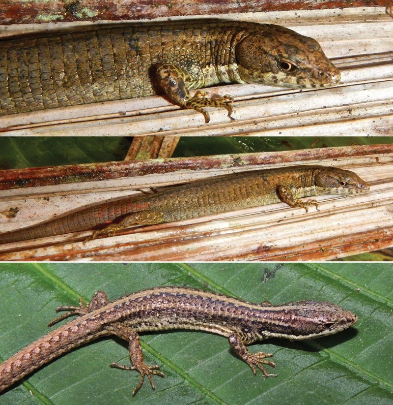 Hemiphyllodactylus yunnanensis