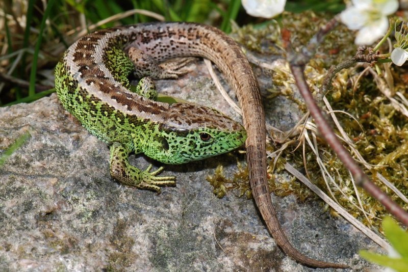 Прыткая ящерица Lacerta Agilis