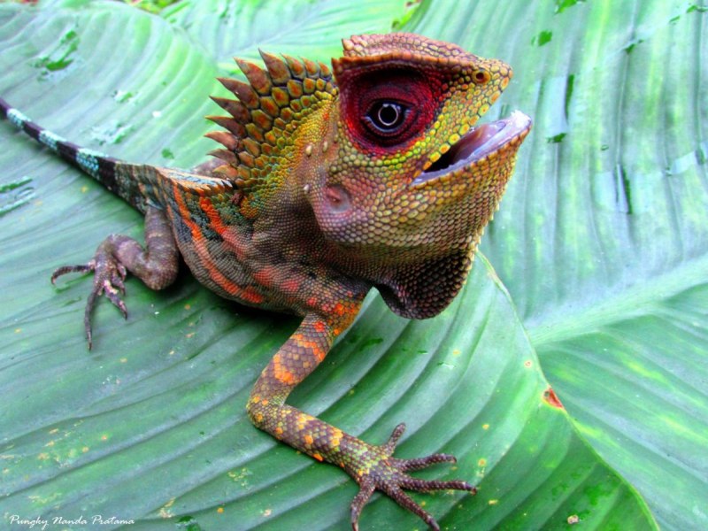 Gonocephalus Grandis
