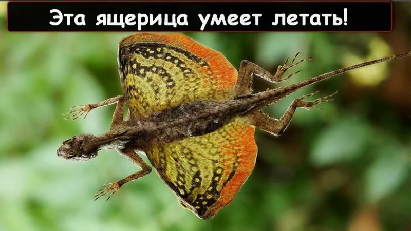 Ящерица Летучий дракон Сулавеси
