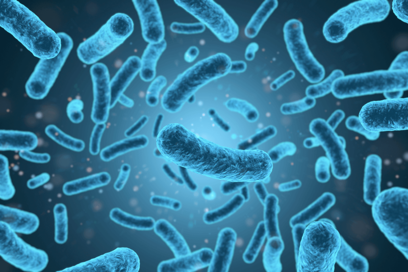 Бактерия Listeria monocytogenes