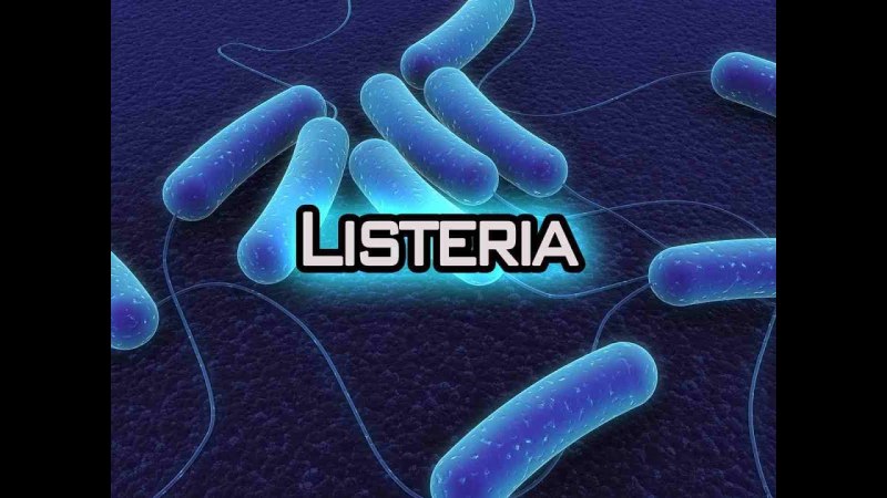 Бактериями Listeria
