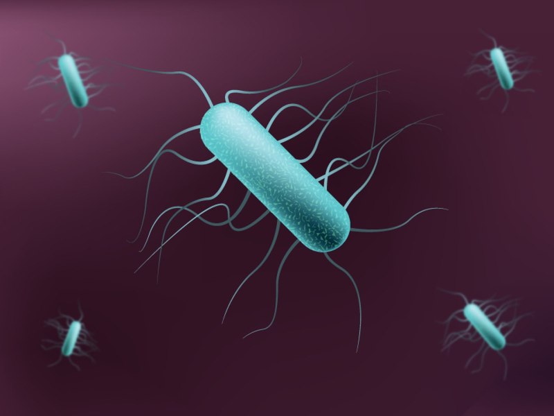 Listeria monocytogenes