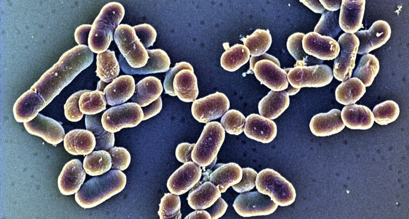 Listeria monocytogenes