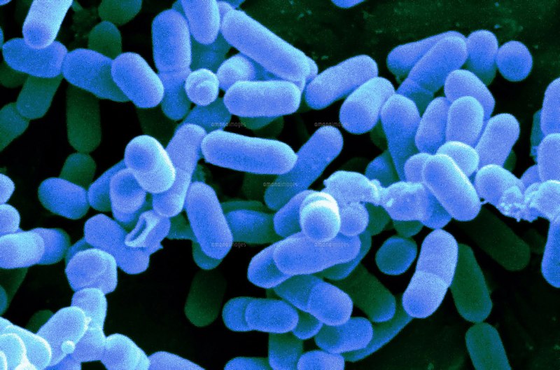 Listeria monocytogenes