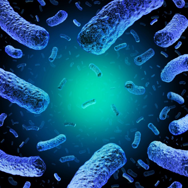 Listeria monocytogenes ( листериоз)
