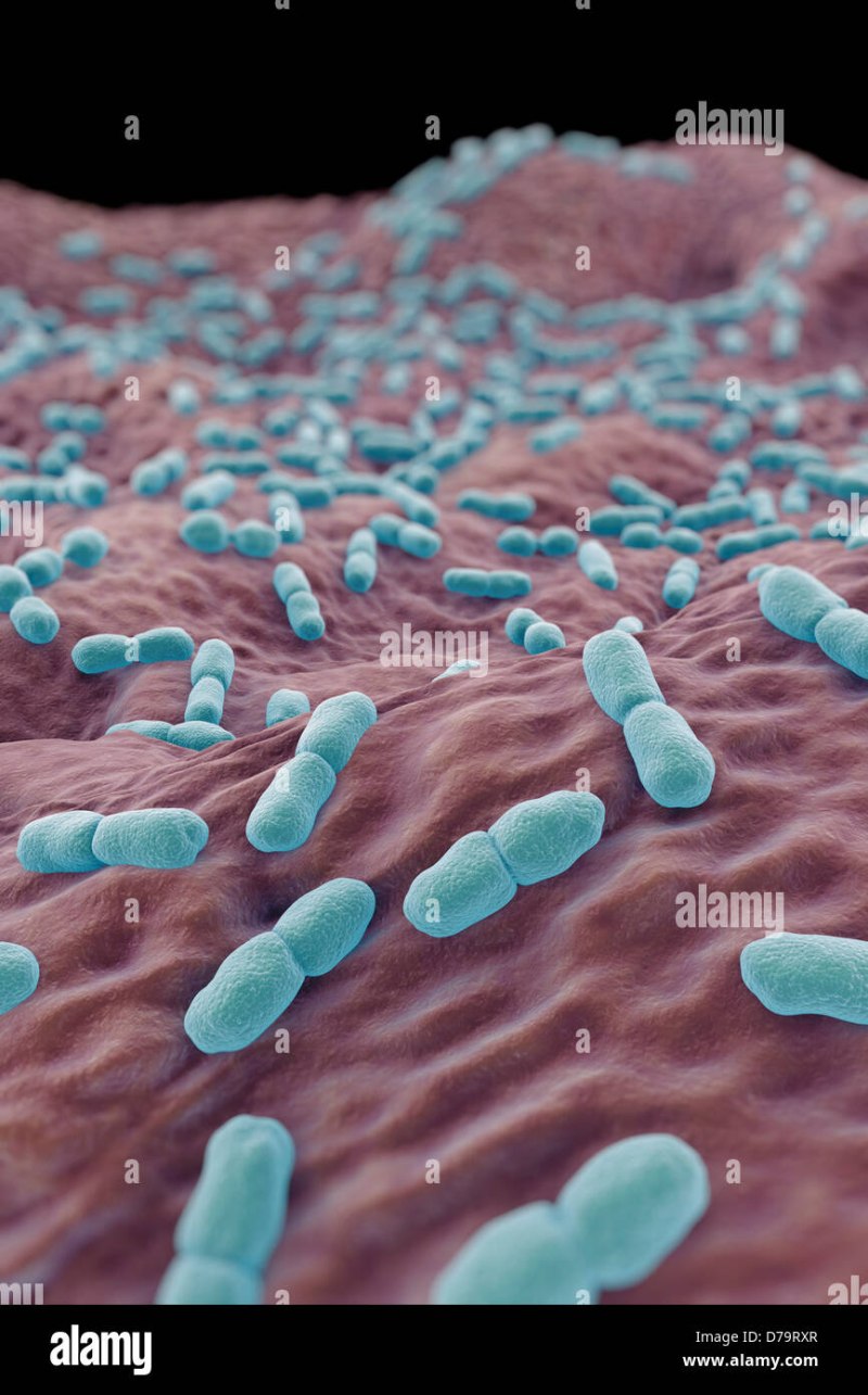 Бактерия Listeria monocytogenes