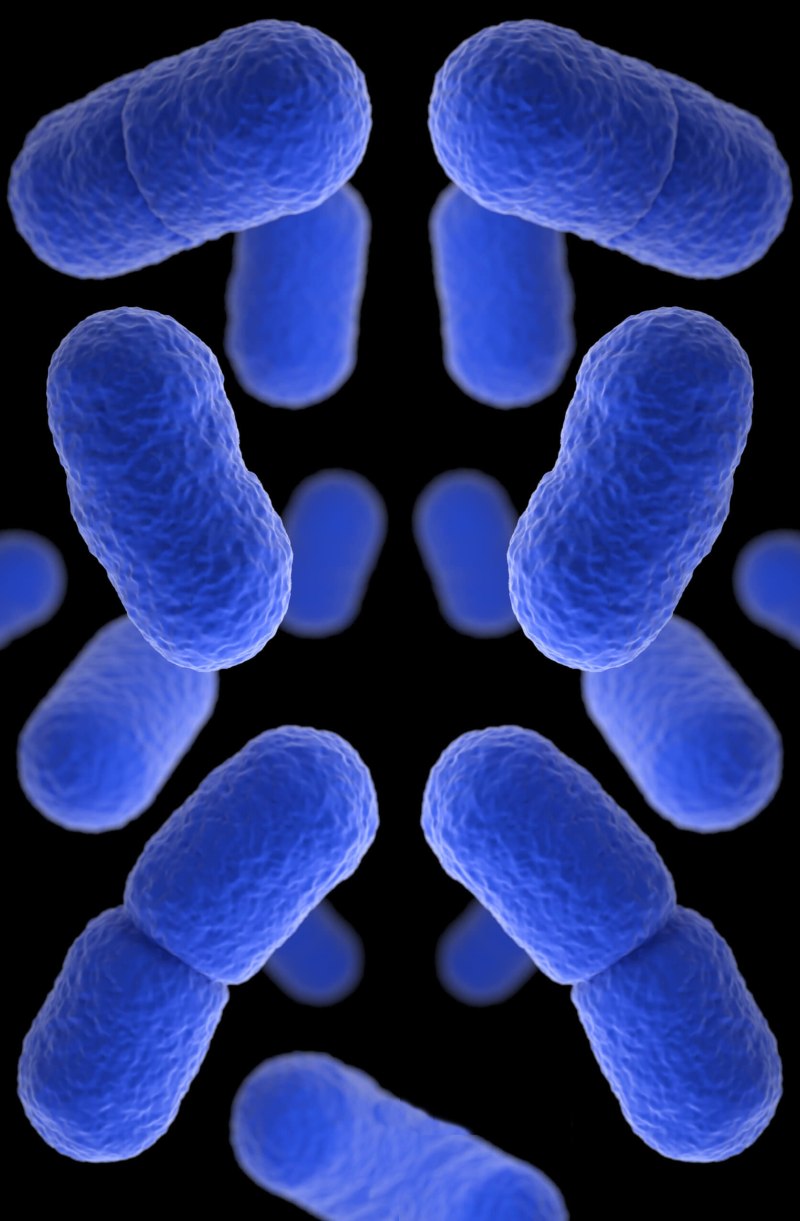Бактерия Listeria monocytogenes