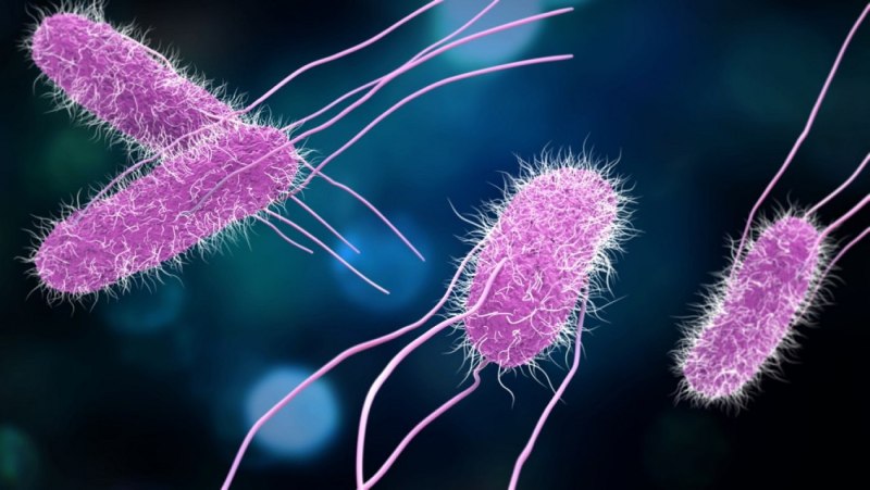 Сальмонелла (Salmonella)