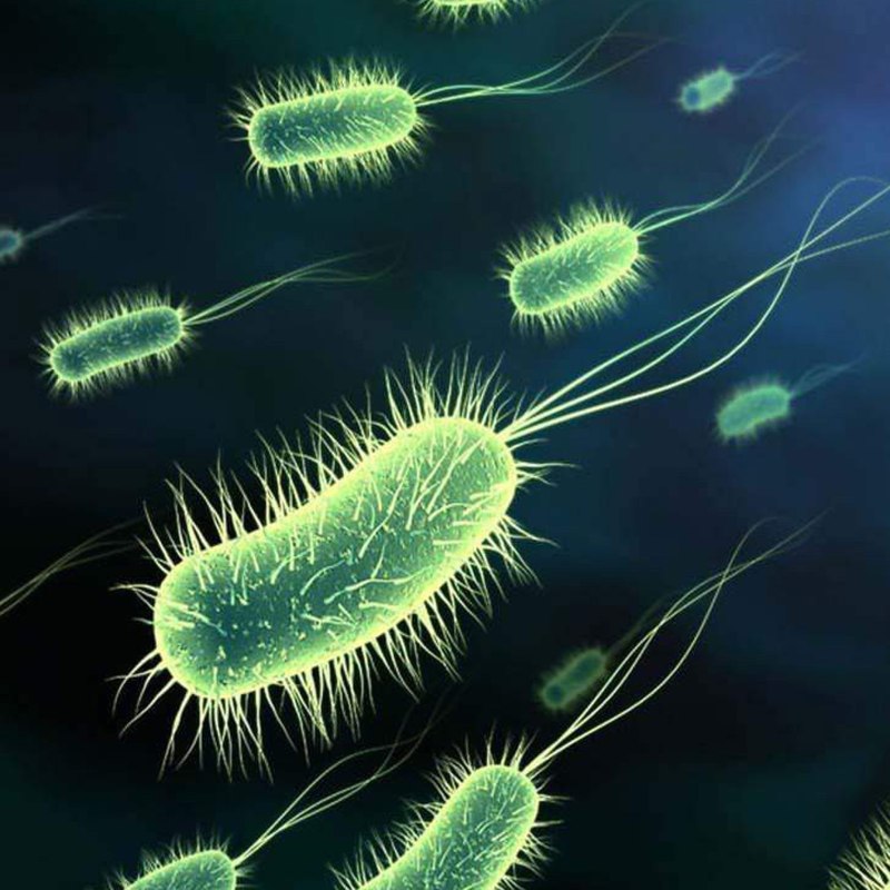 Кишечная палочка Escherichia coli