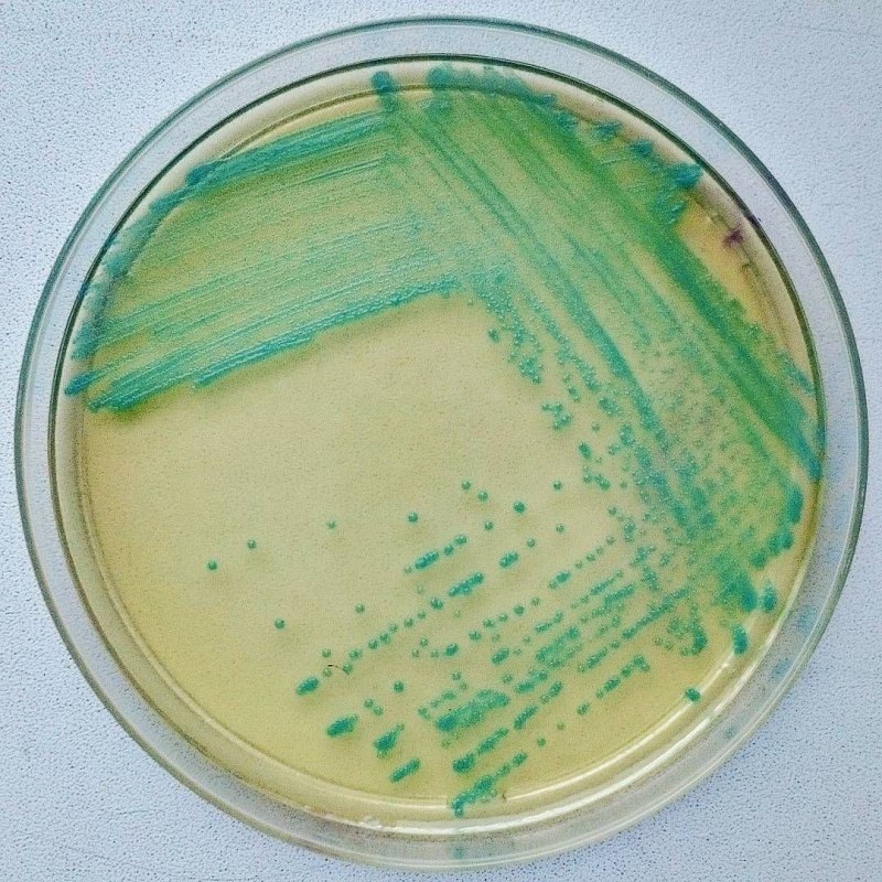 Бактерия Listeria monocytogenes
