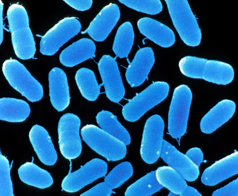 Бактерия Listeria monocytogenes