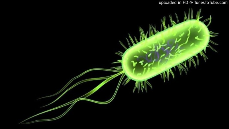 Бактерия Escherichia coli