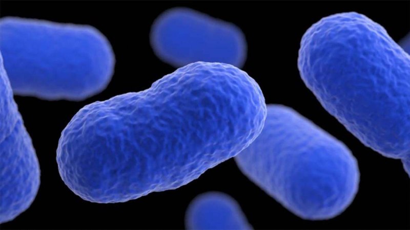 Бактерия Listeria monocytogenes