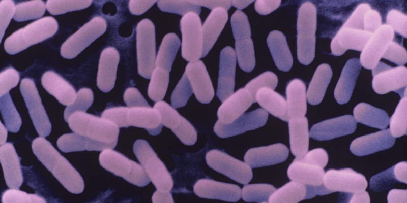 Listeria monocуtogenes (листерии)