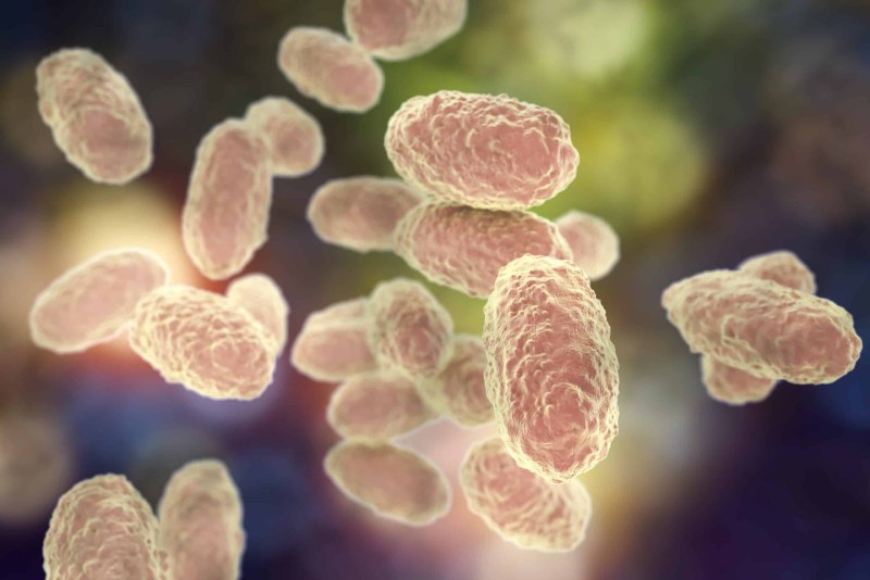 Бактерия Bordetella pertussis