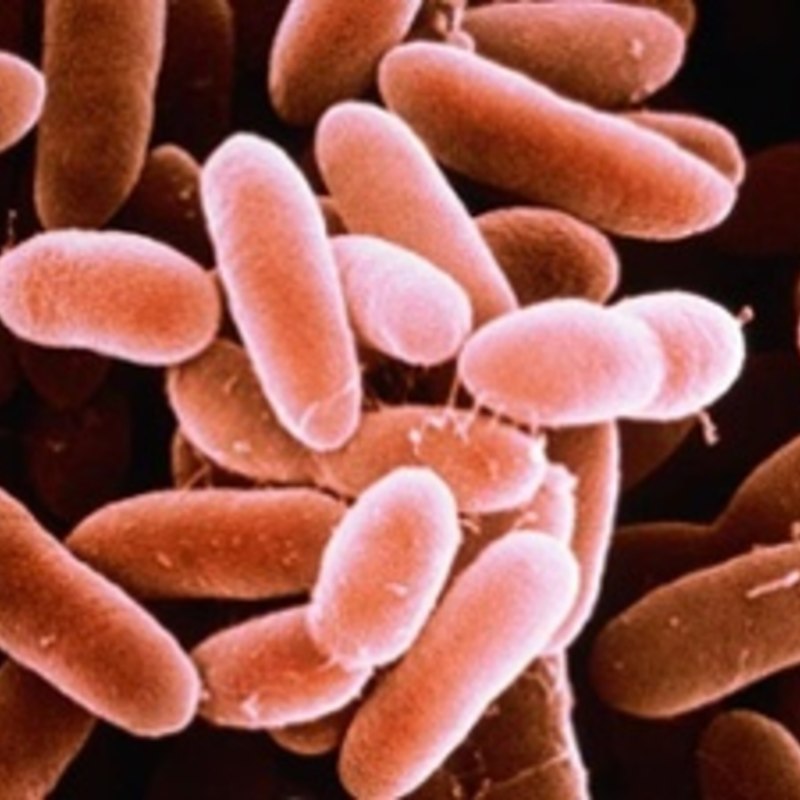 Бактериями Listeria