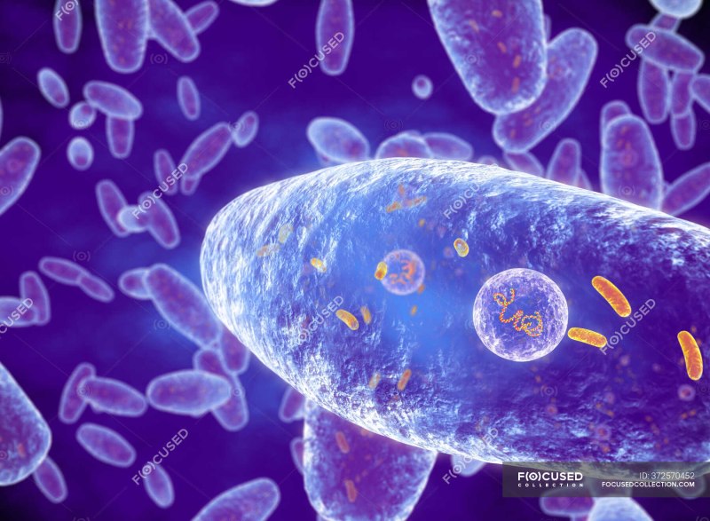 Бактерия Bordetella pertussis