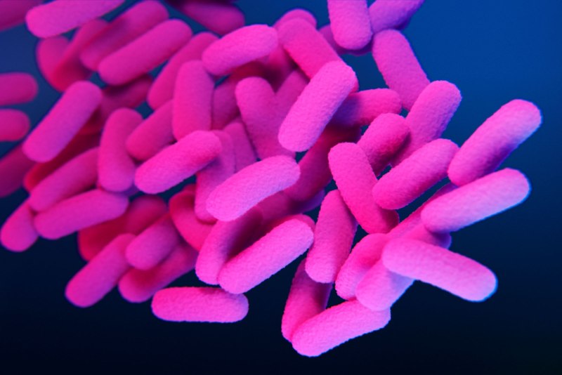 Бактерия Bordetella pertussis