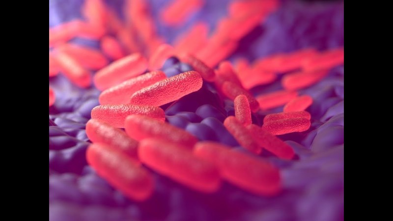 Бордетеллы коклюша микроскопия