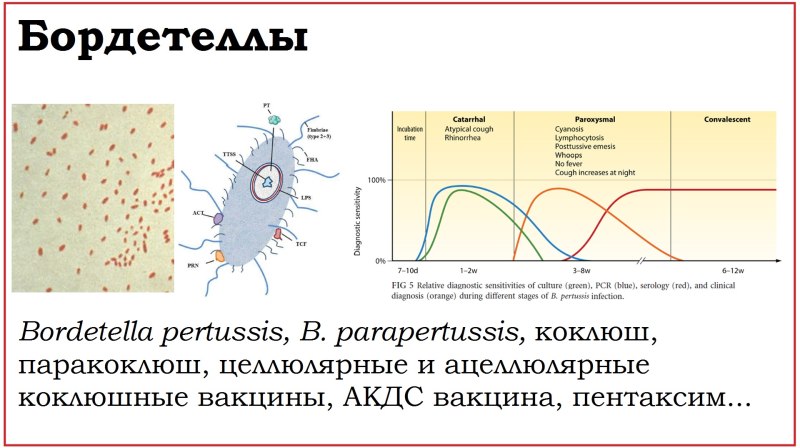 Данила Зорников метапневмовирус