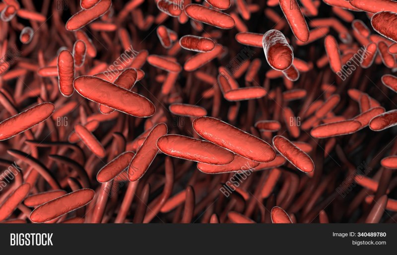 Bordetella споры
