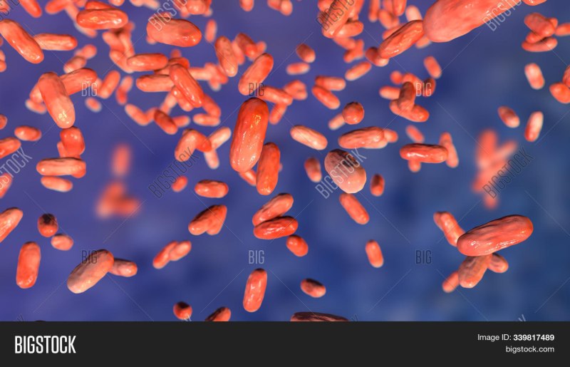 Bordetella parapertussis бактерии