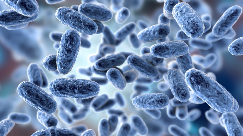 Возбудитель Bordetella parapertussis