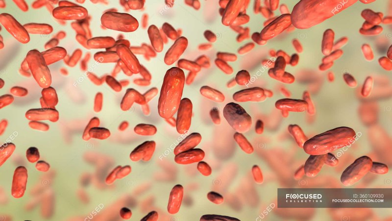 Bordetella pertussis микробиология