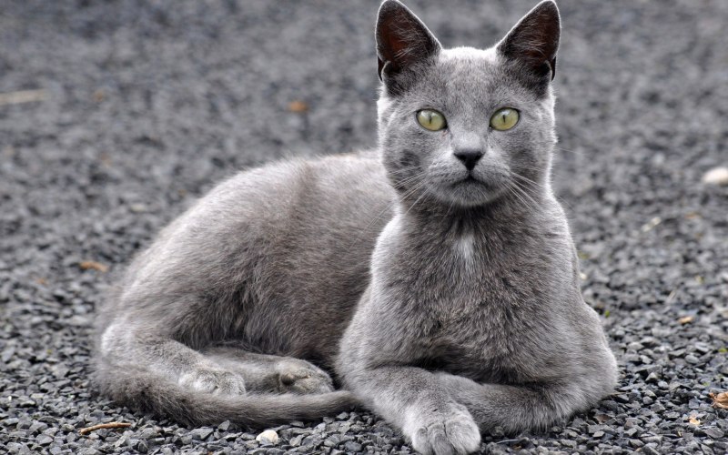 Анатолийский кот серый