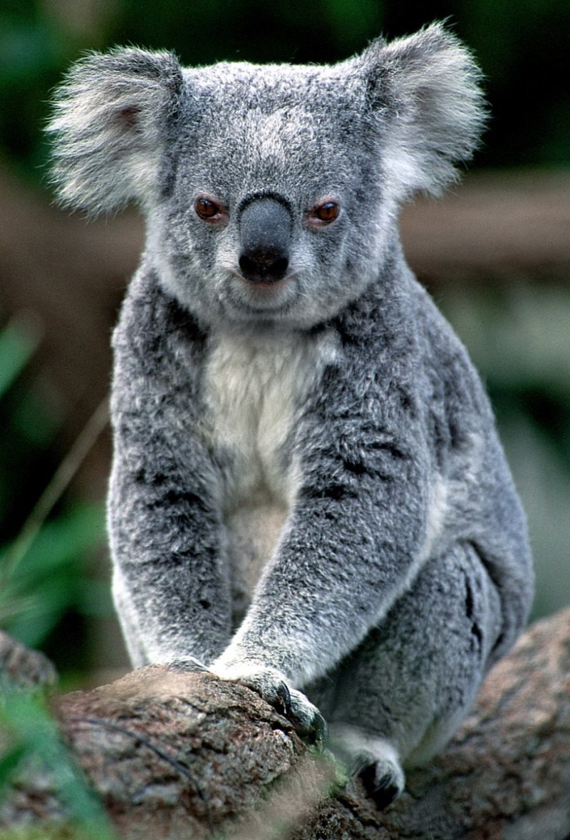 Карликовая коала