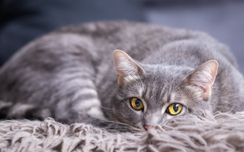 Сибирская короткошерстная кошка серая