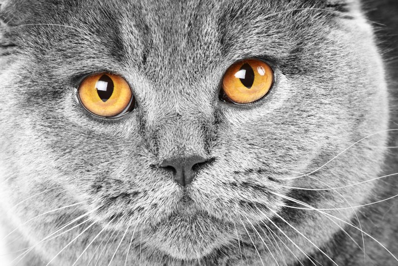 Кот породы британец
