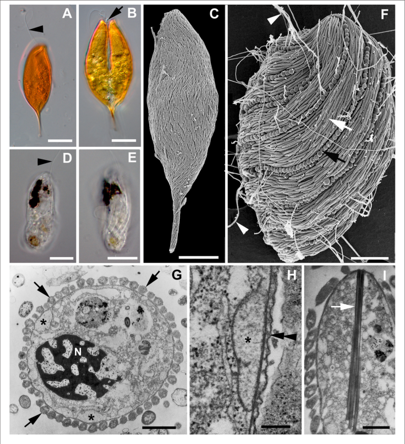 Brocadia anammoxidans